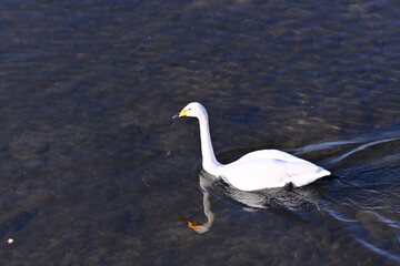 冬の使者 白鳥の来る街　仙台
