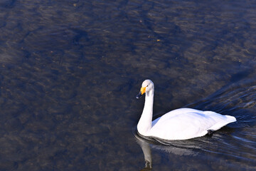 冬の使者 白鳥の来る街　仙台
