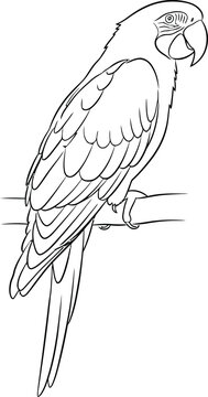 Line art drawing of a parrot perched on a branch
