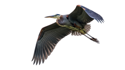 Majestic Great Blue Heron flying with wings fully spread isolated PNG with Transparent Background