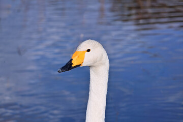 冬の使者 白鳥の来る街　仙台
