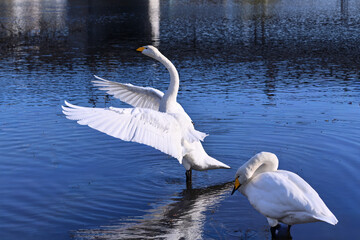 冬の使者 白鳥の来る街　仙台
