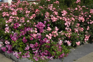 Mozart and Veilchenblau roses in summer