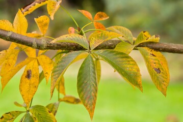 Plant list 2025 - Aesculus glabra (October Red)