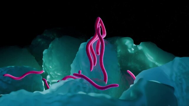 3D Animation of Borrelia burgdorferi, the Spirochete Bacterium that Causes Lyme Disease, on Cellular Tissue Surface