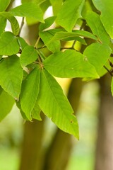 Plant list 2025 - Acer nikoense