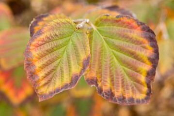 Plant list 2025 - Hamamelis × intermedia (Ruby Glow)