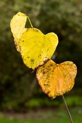 Obraz premium Plant list 2025 - Cercis canadensis (Royal White)