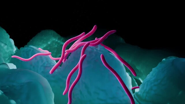 3D Animation of Borrelia burgdorferi, the Spirochete Bacterium that Causes Lyme Disease, on Cellular Tissue Surface