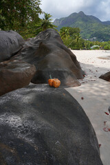 Drinking a fresh coconut with a straw on a tropical beach in the Seychelles