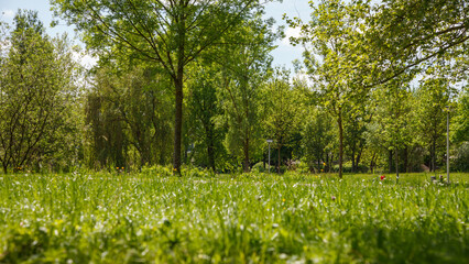 Obraz premium Grüne Wiese mit Bäumen in natürlicher Frühlingslandschaft