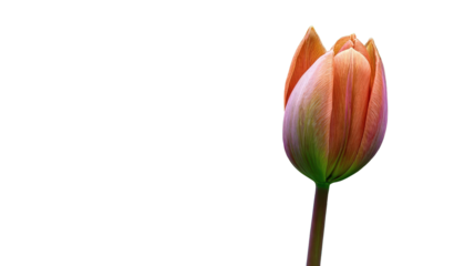 Tulip: This singular tulip stands, it's petals ready to bloom, showing a promise of beauty, against a soft backdrop.