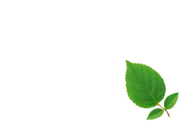 Fototapeta premium Green Leaf: A vibrant green leaf with textured edges, symbolizing life and the serenity of nature, stands out, demonstrating the beauty of simplicity.