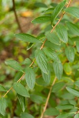 Plant list 2025 - Spiraea wilsonii