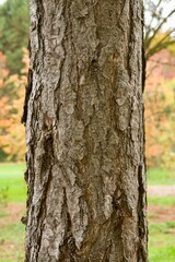 Fototapeta premium Plant list 2025 - Pinus nigra (subsp. pallasiana var. fastigiata)