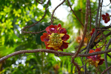 View of pink flowers on a cannonball tree, Couroupita guianensis