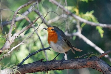 Fototapeta premium robin on a branch