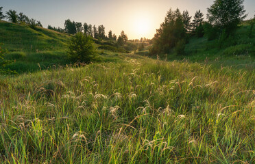 Sunrise over a green hilly meadow with blooming thyme in the foreground