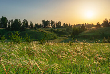 Meadow at sunrise with vibrant greenery and gentle morning light