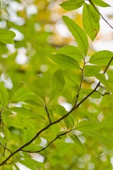 Plant list 2025 - Crataegomespilus dardarii