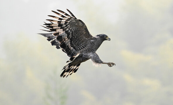red tailed hawk in flight