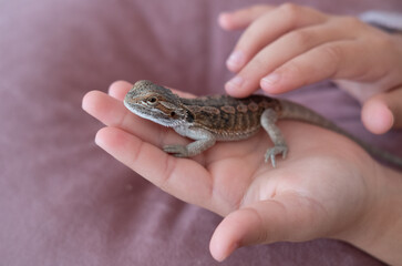 Baby of bearded agama dragon on hands taming at home