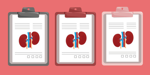 Set of medical documents with kidney anatomy report.
