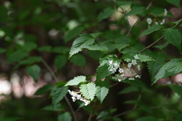 オトコヨウゾメの白い花と新緑