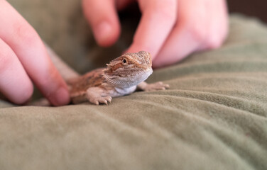 Baby of bearded agama dragon on hands taming at home