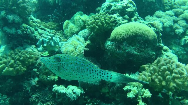 coral reef and filefish