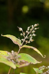 Plant list 2025 - Deutzia &times; hybrida (Magicien)