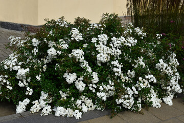 White ground cover rose in summer