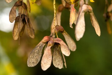 Plant list 2025 - Acer sp.