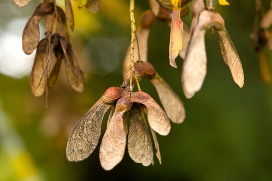 Helicopter Seeds" Images  Browse 216 Stock Photos, Vectors, and Video |  Adobe Stock