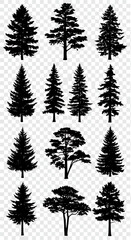 Fototapeta premium Collection of realistic pine and fir tree silhouettes isolated on a transparent background, diverse shapes and sizes