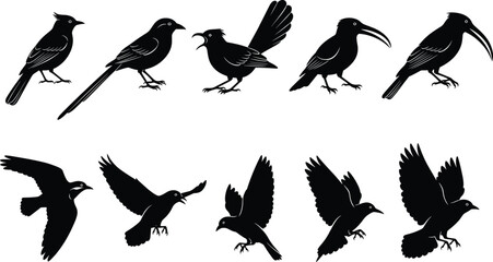 Set of black bird silhouettes in various flying and standing poses, vector illustration for wildlife, nature, freedom, and animal design art.