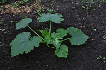 Young Zucchini Plant Growing in Dark Garden Soil in shadow