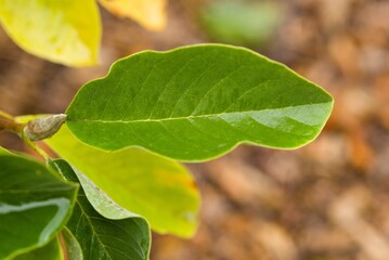 Plant list 2025 - Magnolie (Maxine Merrill)