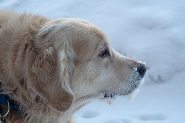 A Golden Retriever dog in severe frost outdoors in winter.