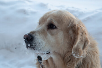 A Golden Retriever dog in severe frost outdoors in winter.