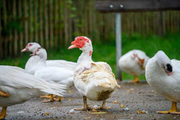 Zuchtenten Erpel in Gruppe