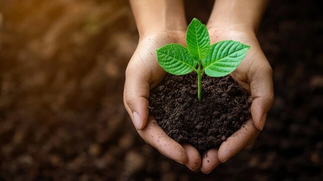 A close-up of hands gently holding a sapling against a background of rich soil symbolizing nature conservation and hope