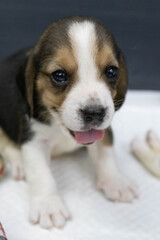 Baby Beagle with Tiny Tongue Out