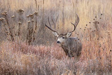 Mule Deer Buck During the Rut in Autumn in Colorado