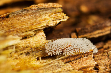 Chocolate tube mold (Stemonitis splendens)

The main subject of the photo is a colony of slimy mold (myxomycete), translucent white in color, growing on a piece of decaying wood.