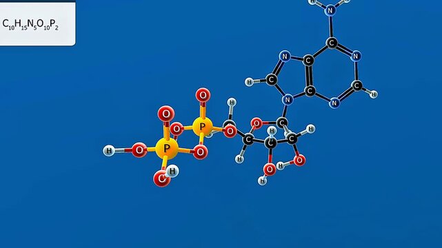 Adenosine diphosphate or ADP