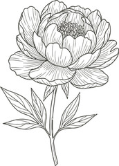 hand drawn vector illustration of flower