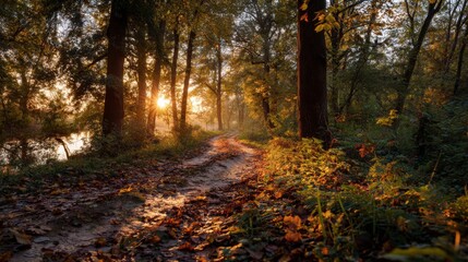 Obraz premium Serene Autumn Evening in a Forest Pathway with Golden Sunlight Filtering Through the Trees and Colorful Fallen Leaves on the Ground
