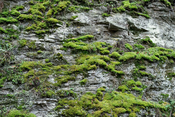 Moss and weathered stone wall texture
