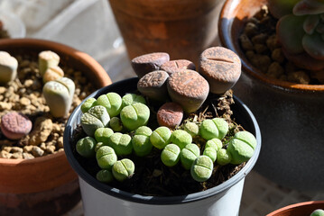 groups of green and purple Lithops in sunny day